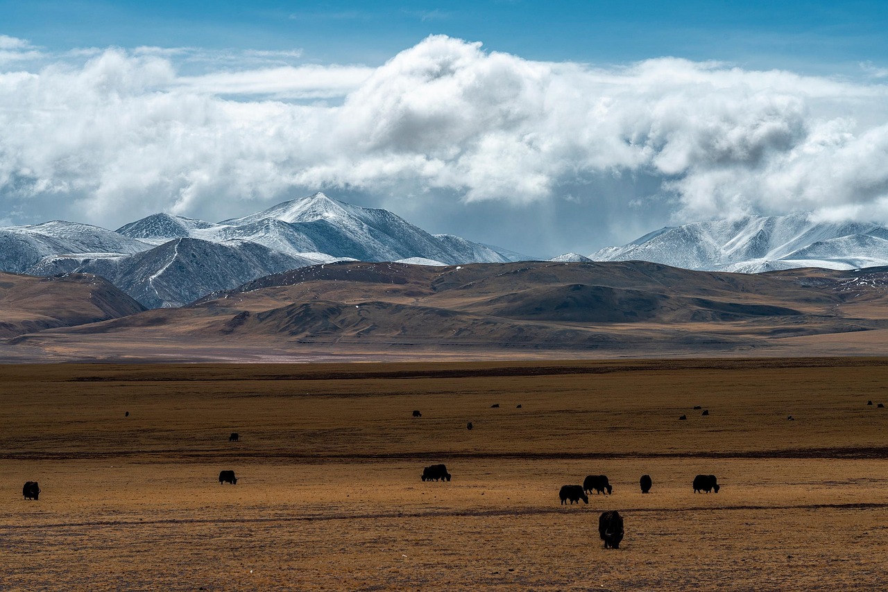 grassland, snow mountain, xinjiang, tibet, mountains and rivers, nature wallpaper, yak, sacred, grassland, grassland, grassland, xinjiang, xinjiang, xinjiang, xinjiang, xinjiang